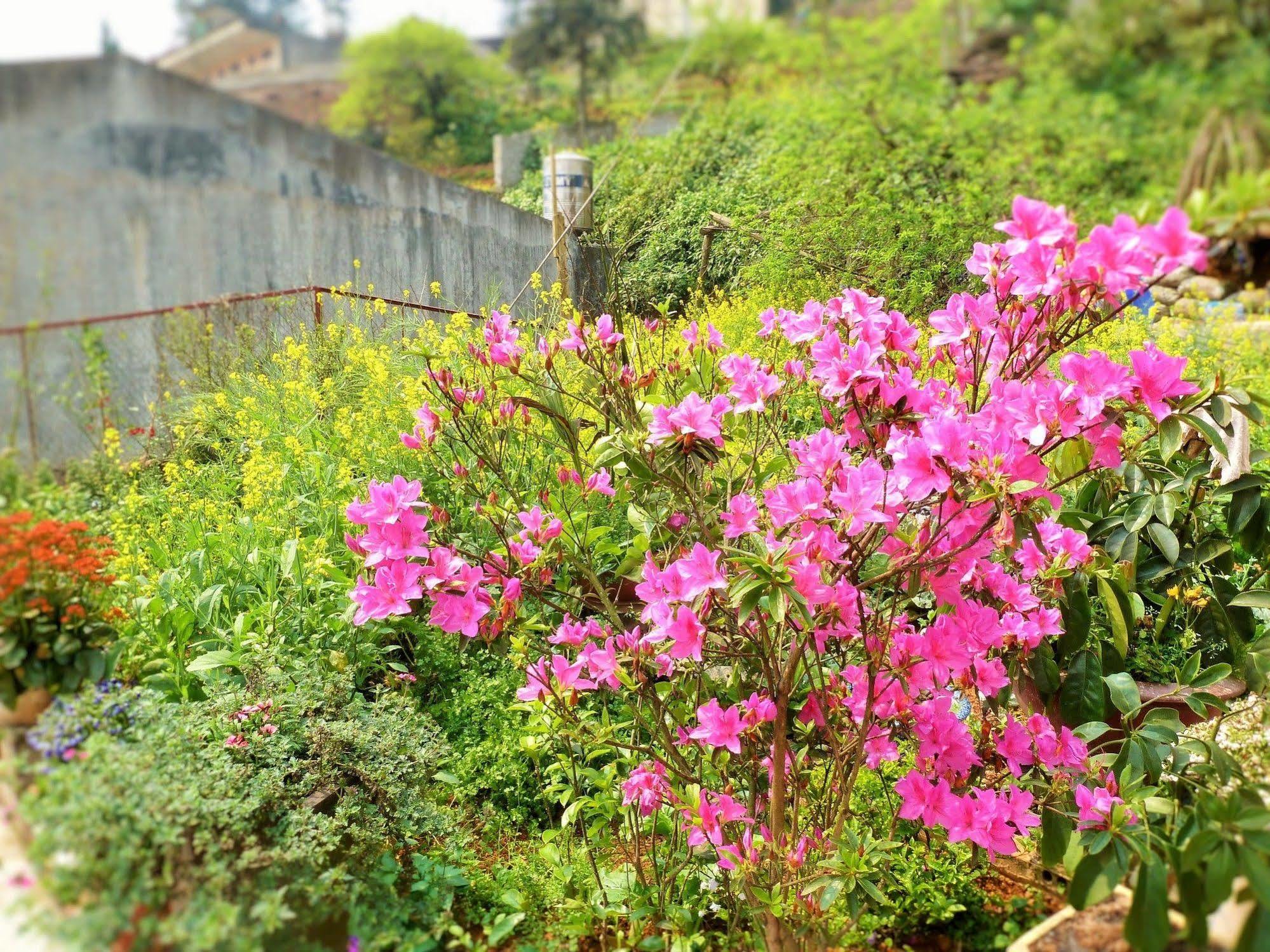 Sapa Local House Bed & Breakfast Exterior photo